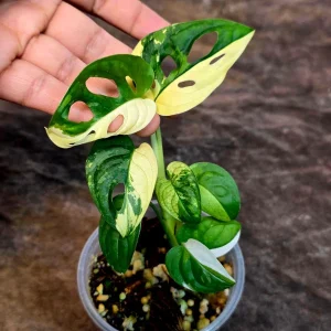 Monstera Adansonii Albo Variegated Live Plant - Half-Moon Swiss Cheese Vine - Image 4