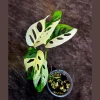Monstera Adansonii Albo Variegated Live Plant - Rare Swiss Cheese Vine Potted Houseplant - Image 1