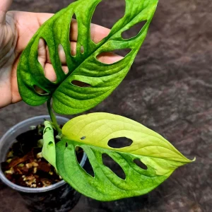 Monstera Adansonii Albo Variegated Live Plant - Rare Swiss Cheese Potted Houseplant - Image 2