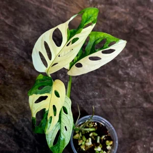Monstera Adansonii Albo Variegated Live Plant - Rare Swiss Cheese Vine Potted Houseplant - Image 5