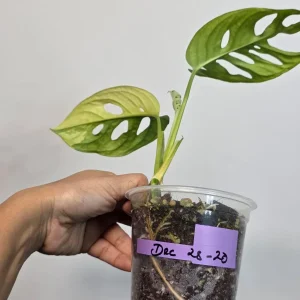 Monstera Adansonii Albo Variegated Live Plant - Swiss Cheese - Potted Houseplant - Image 6