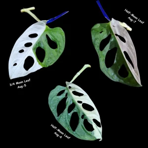 Monstera Adansonii Albo Variegated Swiss Cheese Live Plant - Rare Collector's Plant - Image 2