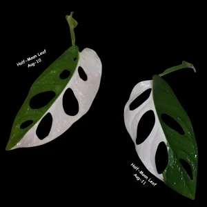 Monstera Adansonii Albo Variegated Swiss Cheese Live Plant - Rare Collector's Plant - Image 6