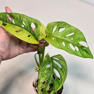 Monstera Adansonii Aurea Variegated Live Plant - Swiss Cheese Vine Houseplant - Image 2