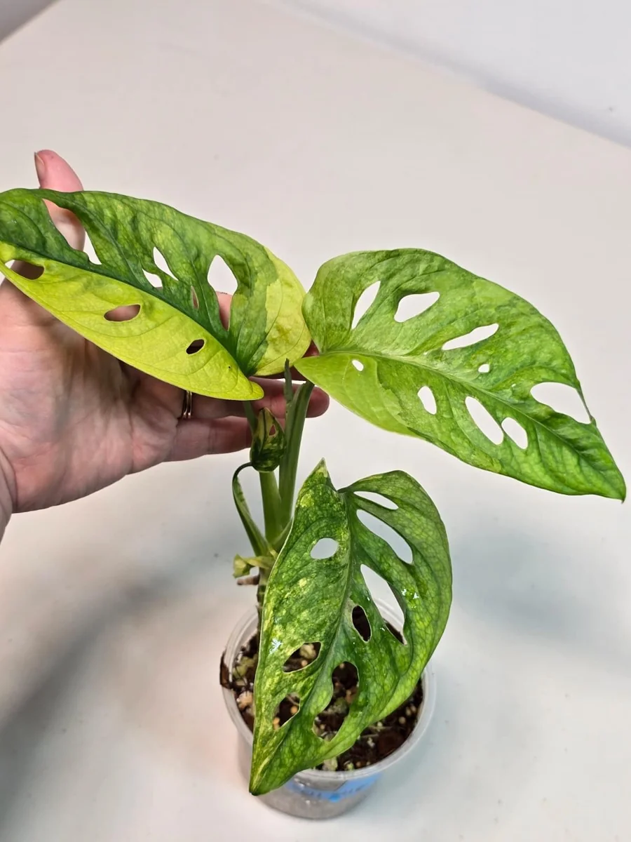 Monstera Adansonii Aurea Variegated Live Plant - Swiss Cheese Vine Houseplant - Image 2