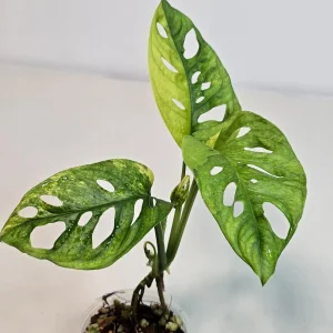 Monstera Adansonii Aurea Variegated Live Plant - Swiss Cheese Vine Houseplant - Image 3