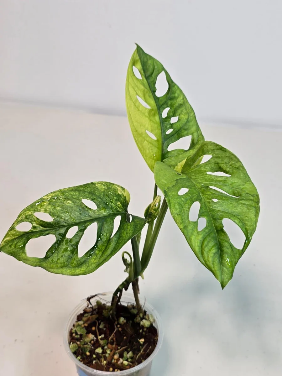 Monstera Adansonii Aurea Variegated Live Plant - Swiss Cheese Vine Houseplant - Image 3