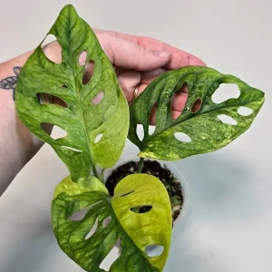Monstera Adansonii Aurea Variegated Live Plant - Swiss Cheese Vine Houseplant - Image 4