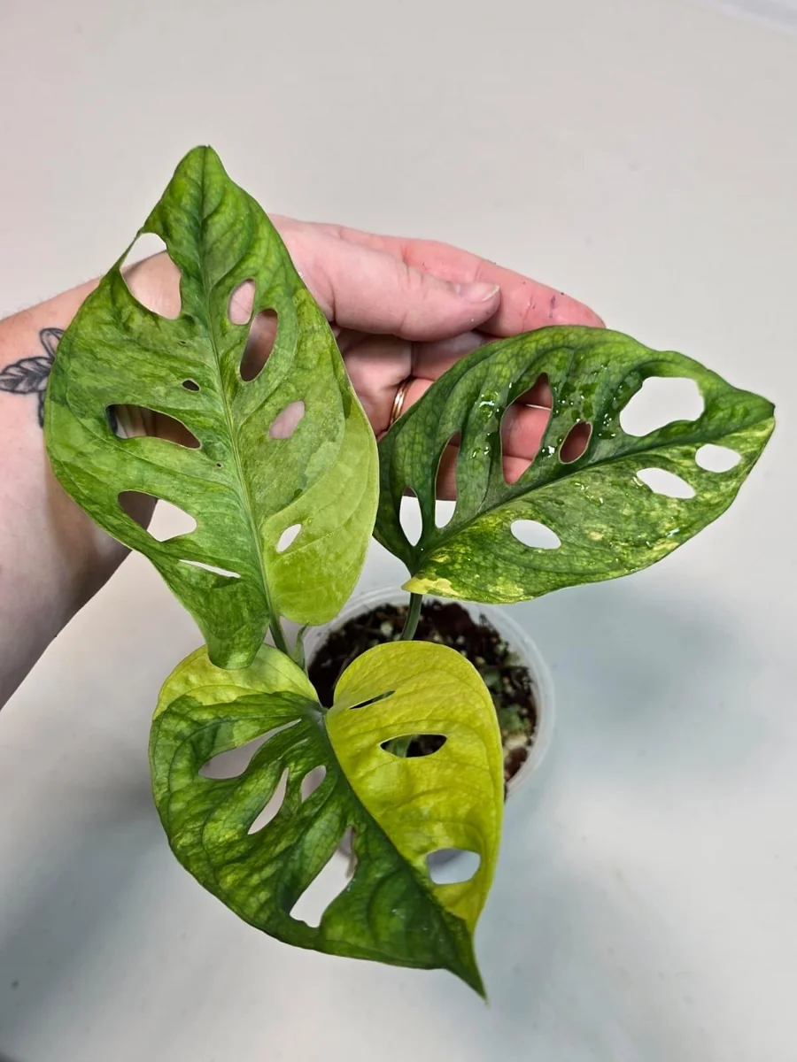 Monstera Adansonii Aurea Variegated Live Plant - Swiss Cheese Vine Houseplant - Image 4