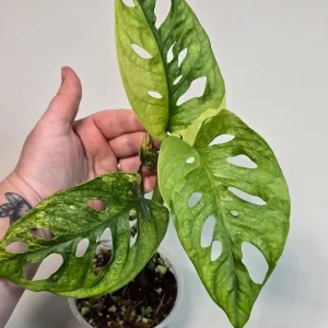 Monstera Adansonii Aurea Variegated Live Plant - Swiss Cheese Vine Houseplant - Image 5