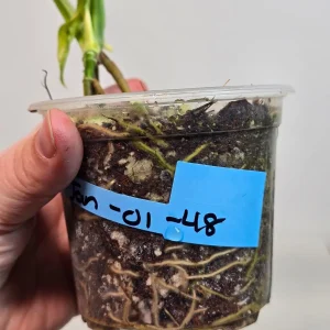 Monstera Adansonii Aurea Variegated Live Plant - Swiss Cheese Vine Houseplant - Image 6