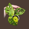 Monstera Adansonii Aurea Variegated Swiss Cheese Plant - Live Houseplant - Image 1