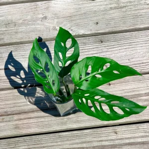 Monstera Adansonii Cuttings – Live Indoor Swiss Cheese Plant – Easy Care Houseplant - Image 1