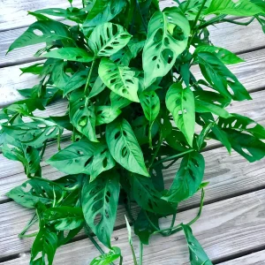 Monstera Adansonii Cuttings – Live Indoor Swiss Cheese Plant – Easy Care Houseplant - Image 4