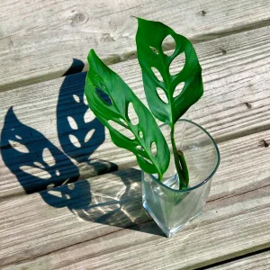 Monstera Adansonii Cuttings – Live Indoor Swiss Cheese Plant – Easy Care Houseplant - Image 5