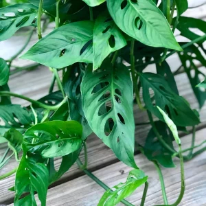 Monstera Adansonii Cuttings – Live Indoor Swiss Cheese Plant – Easy Care Houseplant - Image 6