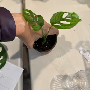 Monstera Adansonii Cuttings – Live Indoor Swiss Cheese Plant – Easy Care Houseplant - Image 7