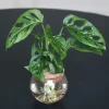 Monstera Adansonii Cuttings - Swiss Cheese Plant Live Indoor Houseplant - Image 1