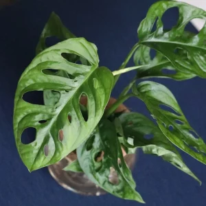 Monstera Adansonii Cuttings - Swiss Cheese Plant Live Indoor Houseplant - Image 2