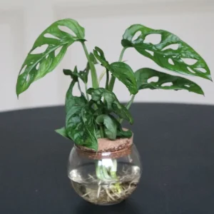 Monstera Adansonii Cuttings - Swiss Cheese Plant Live Indoor Houseplant - Image 3