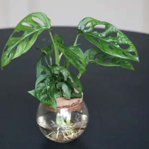 Monstera Adansonii Cuttings - Swiss Cheese Plant Live Indoor Houseplant - Image 4