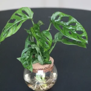 Monstera Adansonii Cuttings - Swiss Cheese Plant Live Indoor Houseplant - Image 5