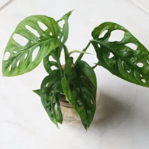 Monstera Adansonii Cuttings - Swiss Cheese Plant Live Indoor Houseplant - Image 6