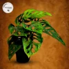 Monstera Adansonii Laniata Live Plant – 4 inch Pot – Wide Form Swiss Cheese Houseplant - Image 1