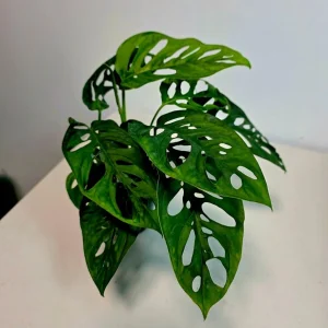 Monstera Adansonii Laniata Live Plant – 4 inch Pot – Wide Form Swiss Cheese Houseplant - Image 2