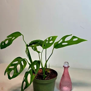 Monstera Adansonii Laniata Live Plant - 6 inch Pot - Wide Form Vining Houseplant - Image 2