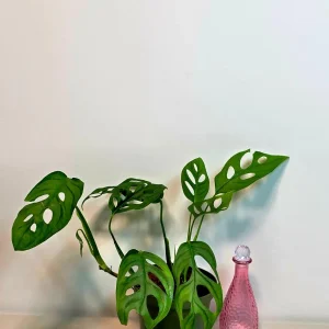 Monstera Adansonii Laniata Live Plant - 6 inch Pot - Wide Form Vining Houseplant - Image 5