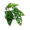 Monstera Adansonii Laniata Live Plant – Swiss Cheese Vine – 4 Inch Pot – Indoor Houseplant - Image 1
