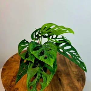 Monstera Adansonii Laniata Live Plant – Swiss Cheese Vine – 4 Inch Pot – Indoor Houseplant - Image 4