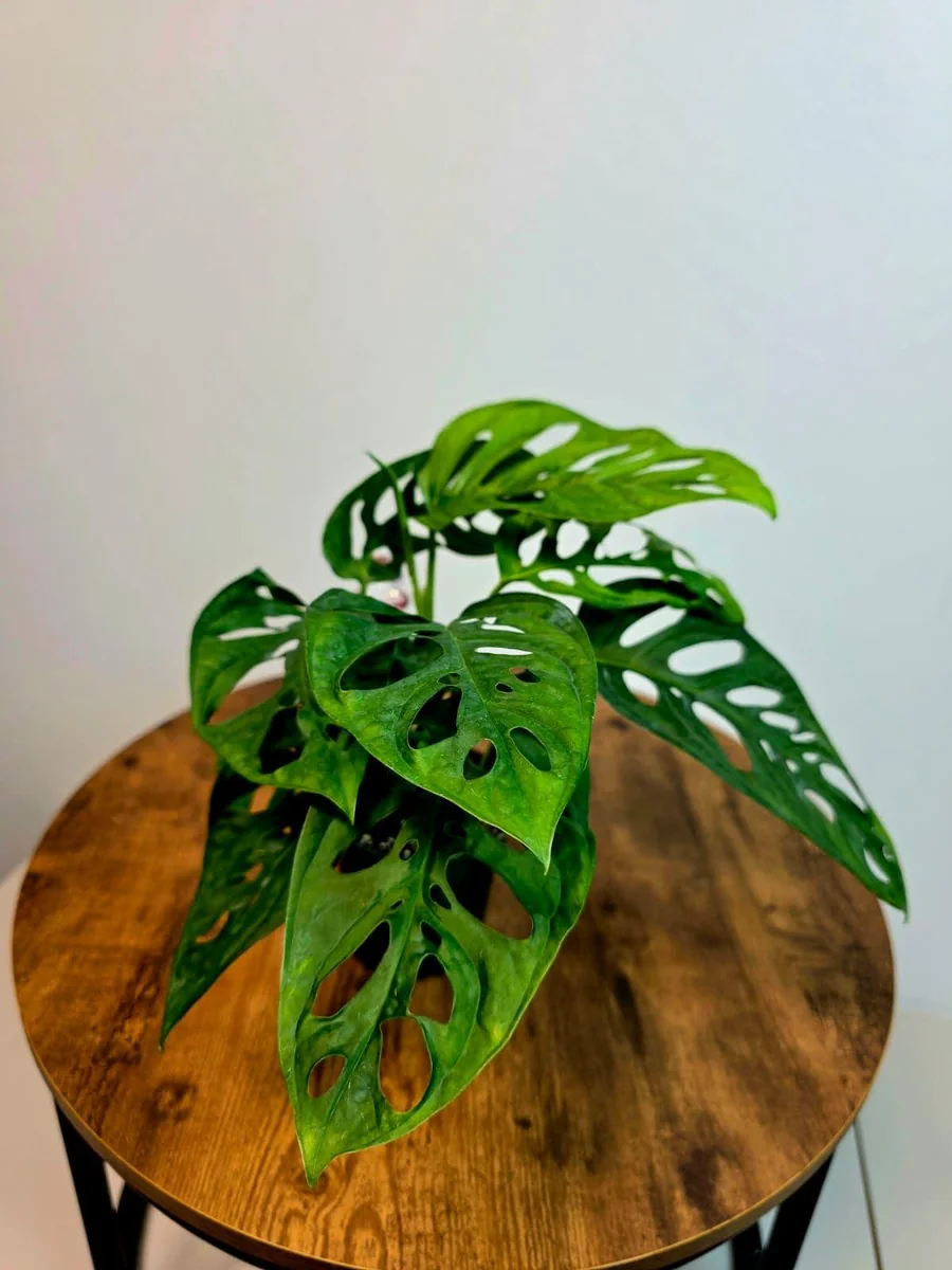 Monstera Adansonii Laniata Live Plant – Swiss Cheese Vine – 4 Inch Pot – Indoor Houseplant - Image 4