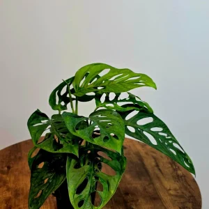 Monstera Adansonii Laniata Live Plant – Swiss Cheese Vine – 4 Inch Pot – Indoor Houseplant - Image 5