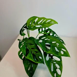 Monstera Adansonii Laniata Live Plant – Swiss Cheese Vine – 4 Inch Pot – Indoor Houseplant - Image 7