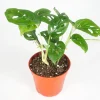 Monstera Adansonii Live Plant - 4 inch Pot - Indoor Vining Aroid - Image 1