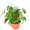 Monstera Adansonii Live Plant – Swiss Cheese Plant – 6 inch Pot – Indoor - Image 1