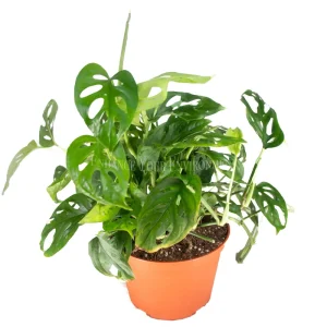 Monstera Adansonii Live Plant – Swiss Cheese Plant – 6 inch Pot – Indoor - Image 1