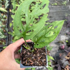 Monstera Adansonii Live Plant - Swiss Cheese Vine, 3.5-inch Pot, Indoor Tropical - Image 2