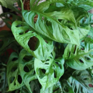 Monstera Adansonii Live Plant - Swiss Cheese Vine, 3.5-inch Pot, Indoor Tropical - Image 1