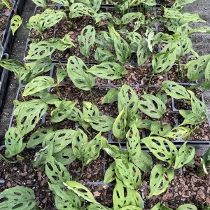 Monstera Adansonii Live Plant - Swiss Cheese Vine, 3.5-inch Pot, Indoor Tropical - Image 4