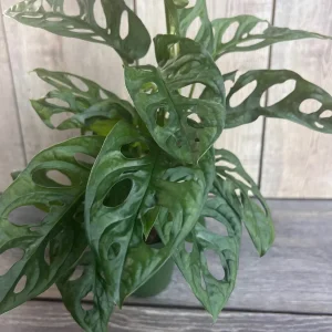 Monstera Adansonii Live Plant – Swiss Cheese Vine – 4 inch Pot – Indoor/Outdoor - Image 2