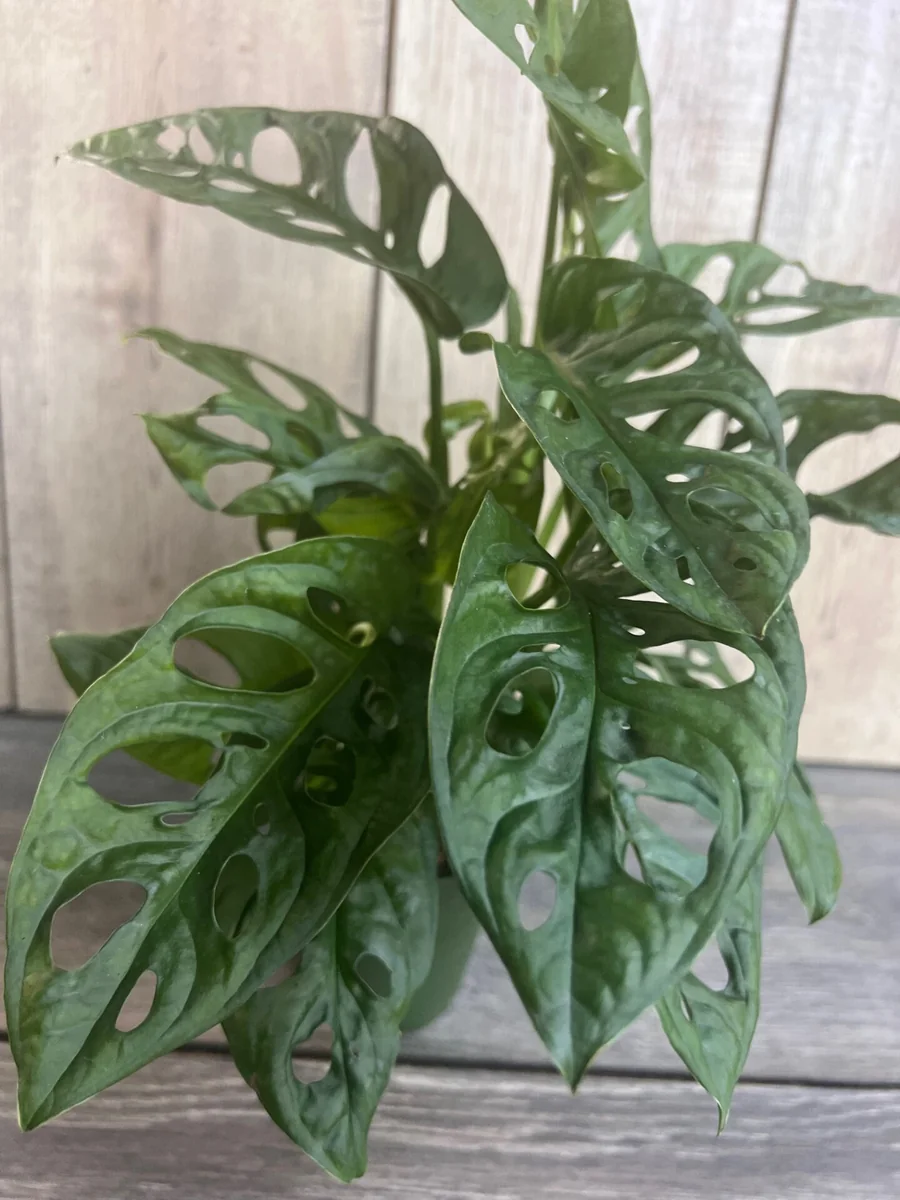 Monstera Adansonii Live Plant – Swiss Cheese Vine – 4 inch Pot – Indoor/Outdoor - Image 3