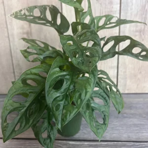 Monstera Adansonii Live Plant – Swiss Cheese Vine – 4 inch Pot – Indoor/Outdoor - Image 4