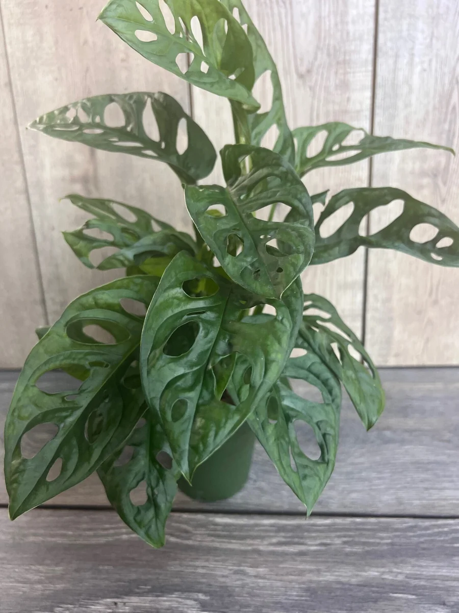 Monstera Adansonii Live Plant – Swiss Cheese Vine – 4 inch Pot – Indoor/Outdoor - Image 4