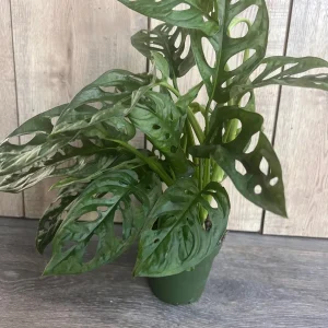 Monstera Adansonii Live Plant – Swiss Cheese Vine – 4 inch Pot – Indoor/Outdoor - Image 5