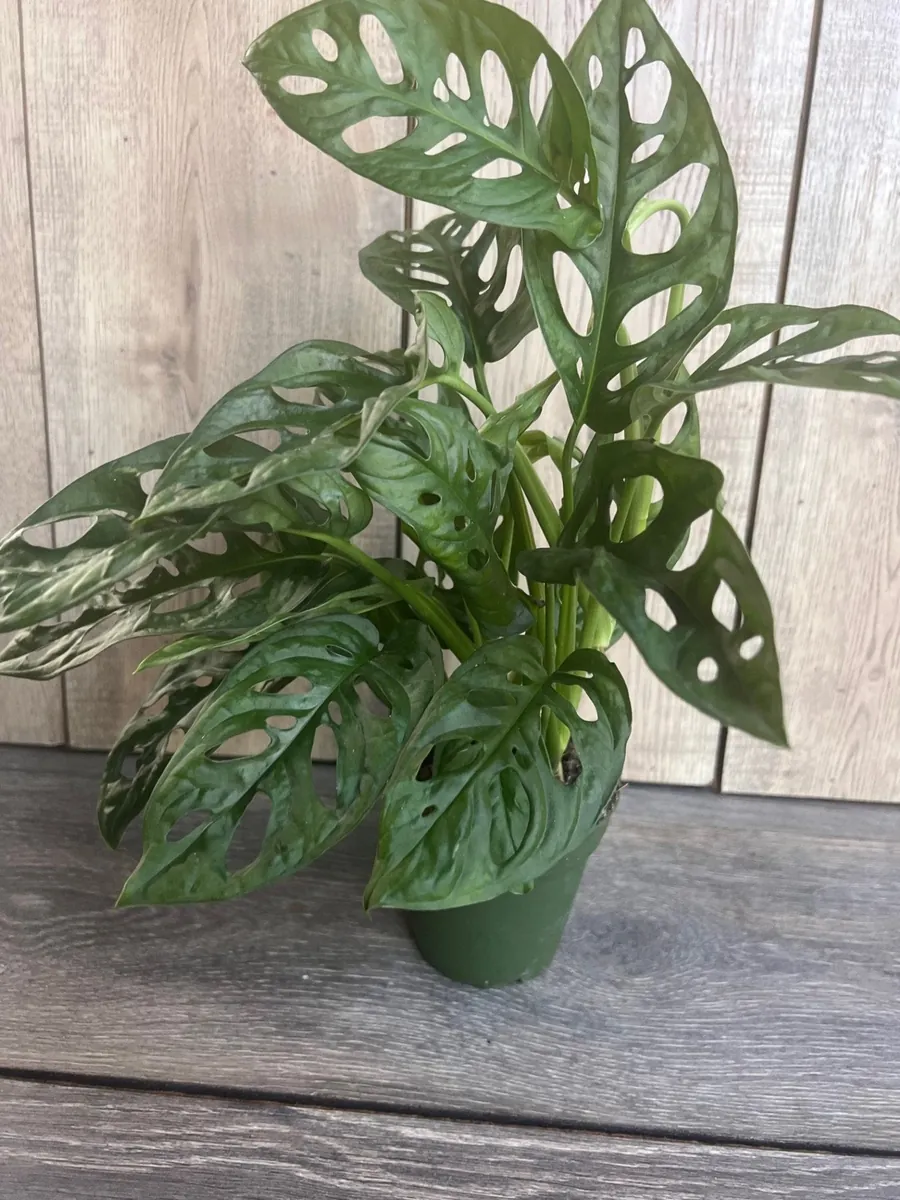 Monstera Adansonii Live Plant – Swiss Cheese Vine – 4 inch Pot – Indoor/Outdoor - Image 5