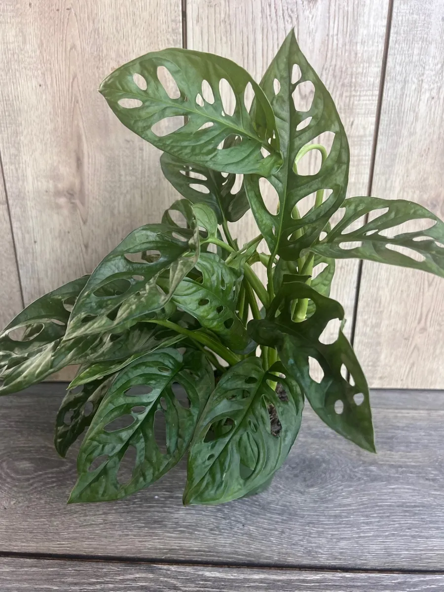 Monstera Adansonii Live Plant – Swiss Cheese Vine – 4 inch Pot – Indoor/Outdoor - Image 6