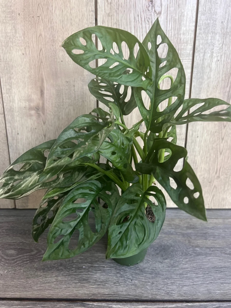 Monstera Adansonii Live Plant – Swiss Cheese Vine – 4 inch Pot – Indoor/Outdoor - Image 7